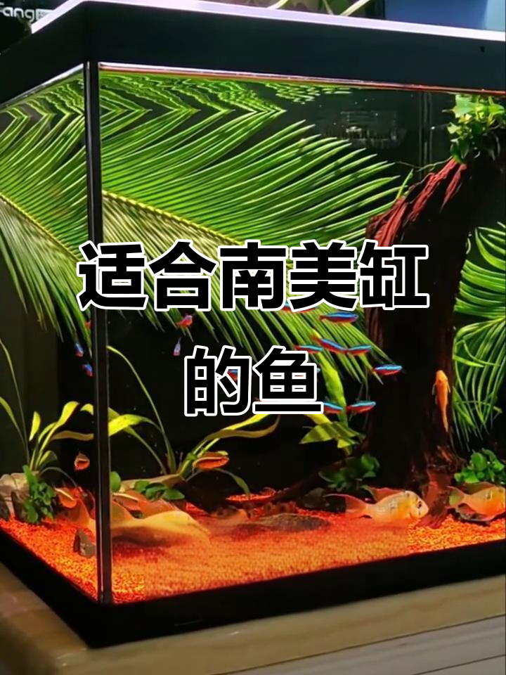南美缸适合养的五种神秘鱼类，黑金风格必备