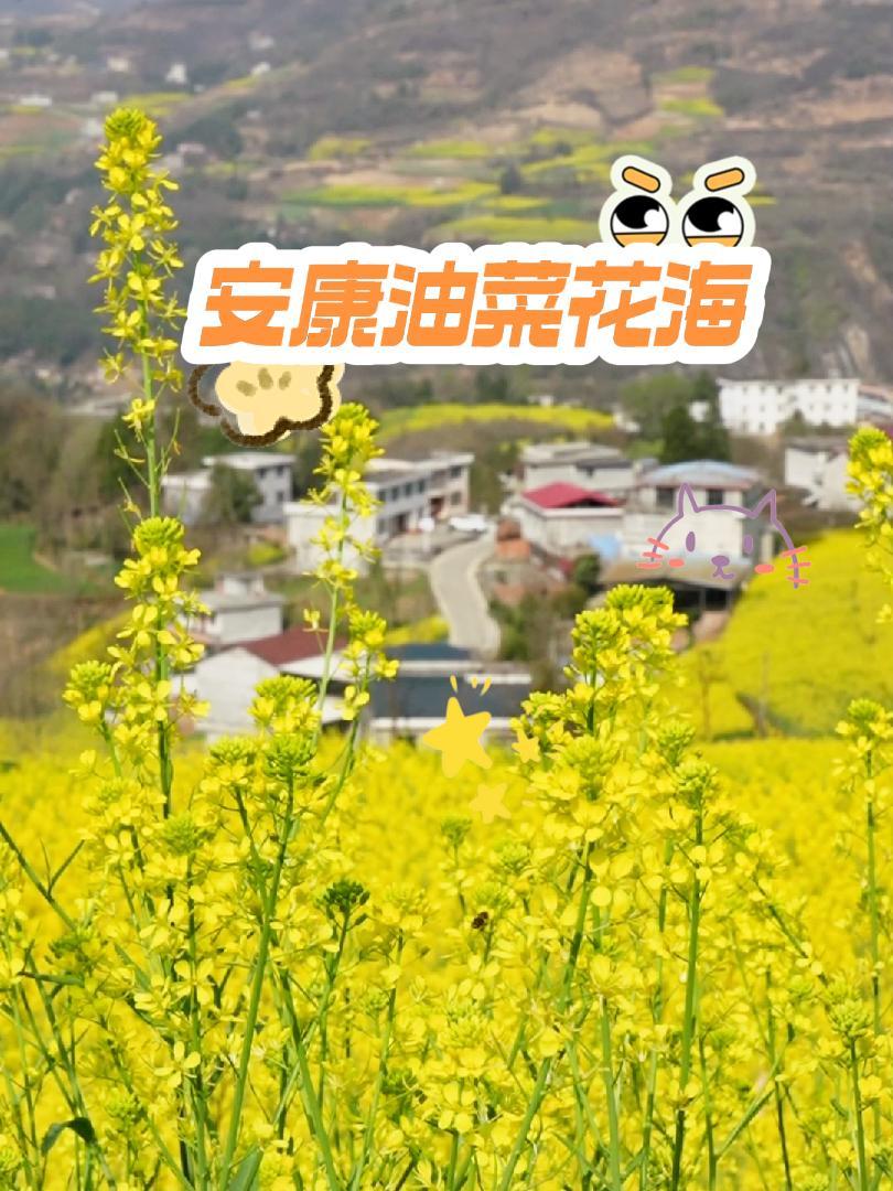 安康油菜花 再不来看就成油菜籽了 旅行推荐官 陕西安康旅游攻略 抖音带你去赏花 又到了拍油