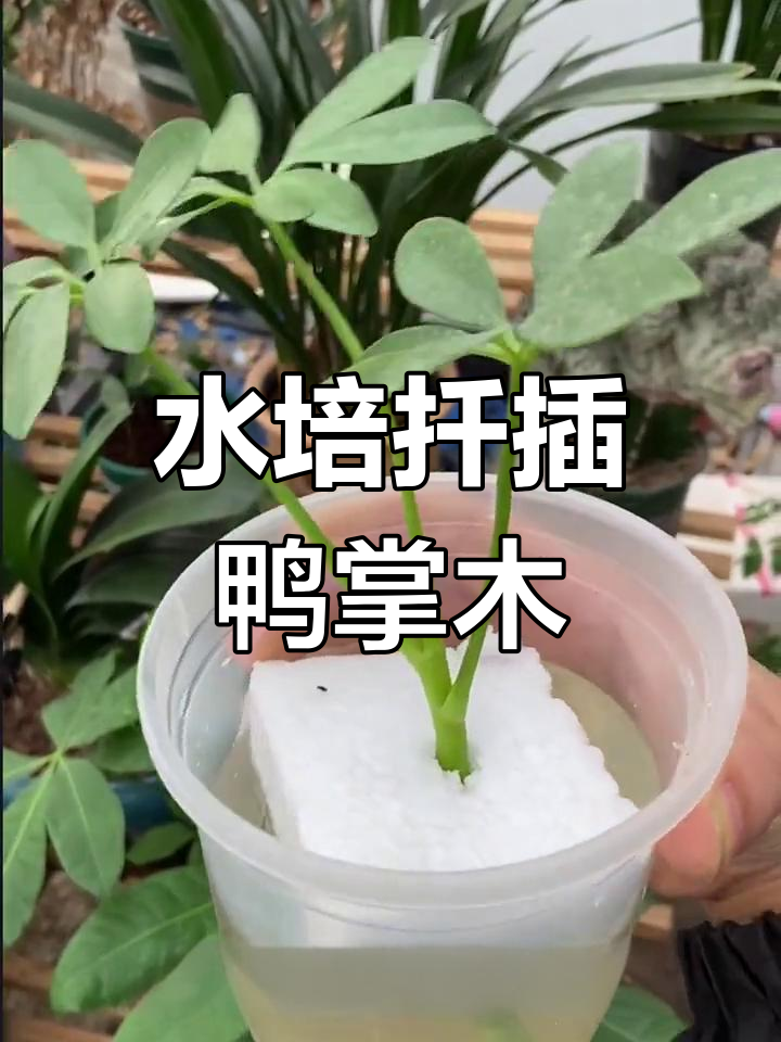 鸭掌木枝条水培扦插技巧,轻松生根成活