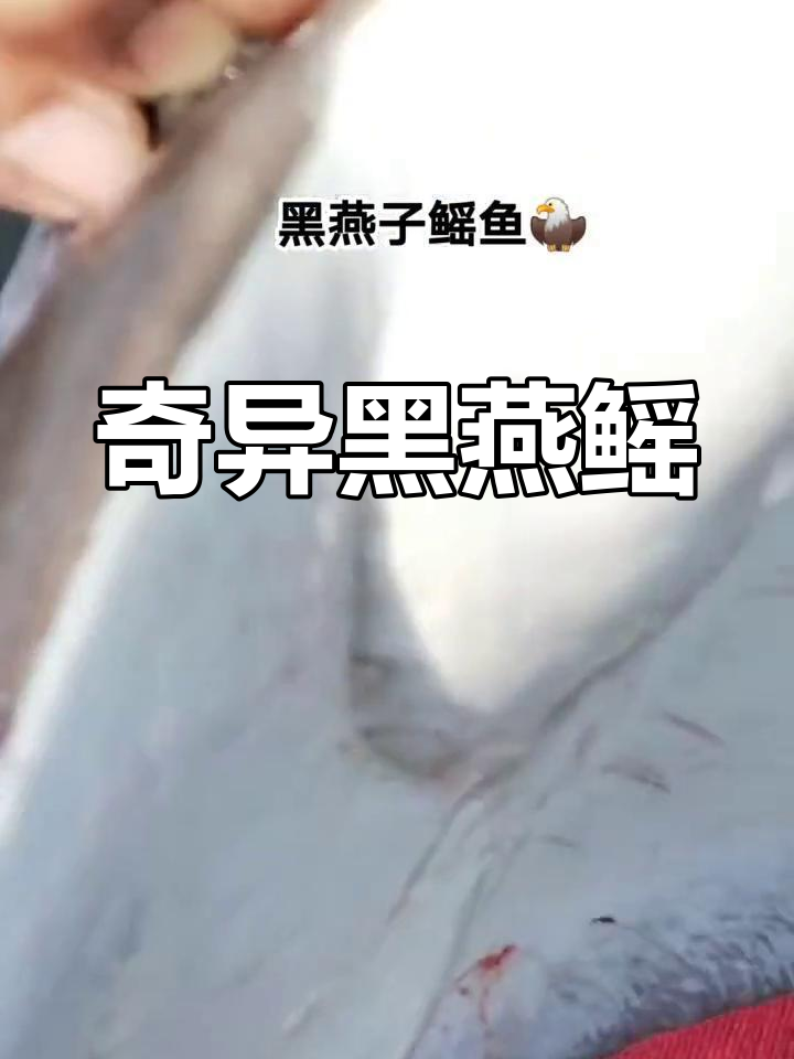 黑燕子鳐鱼,外形奇特,五官似人,令人惊叹!