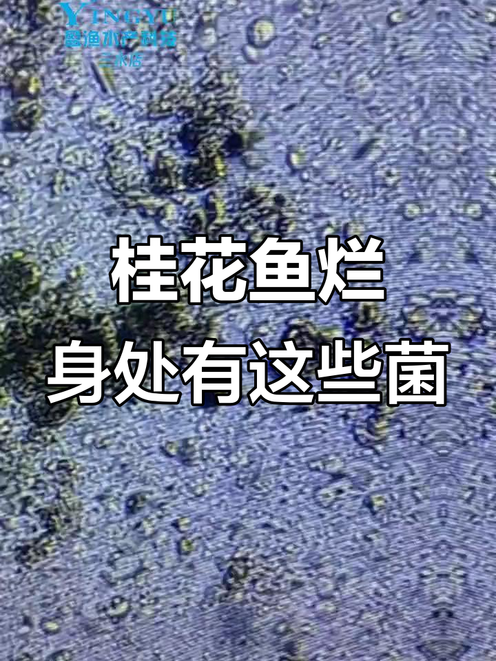 桂花鱼烂身原因揭秘:水霉、波豆虫与柱状黄杆菌的危害