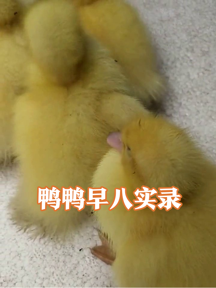 小鸭子集体摆烂现场,唯独一只偷偷内卷,真实到扎心!
