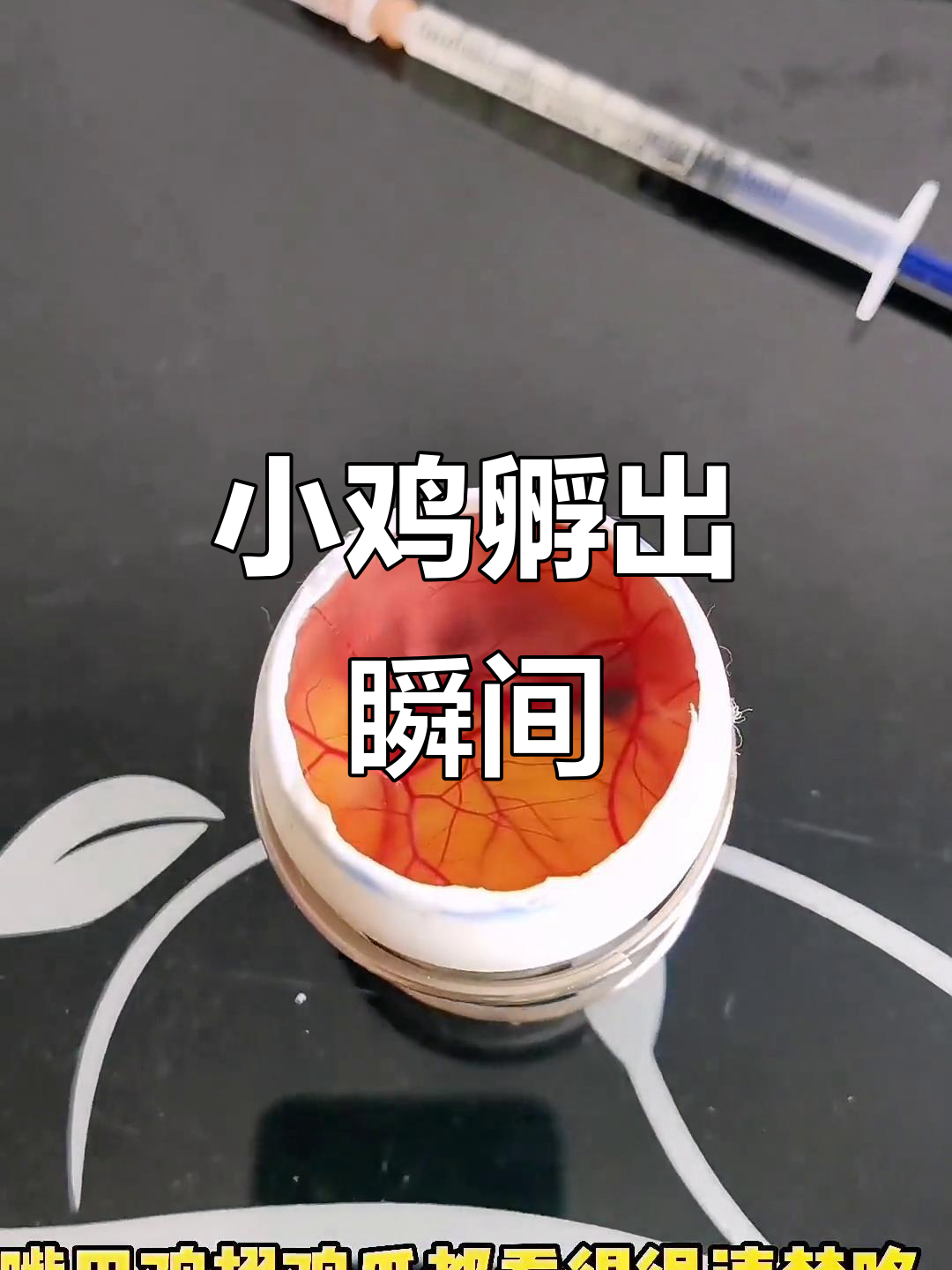 孵化十三天,活珠子小鸡诞生全过程大揭秘
