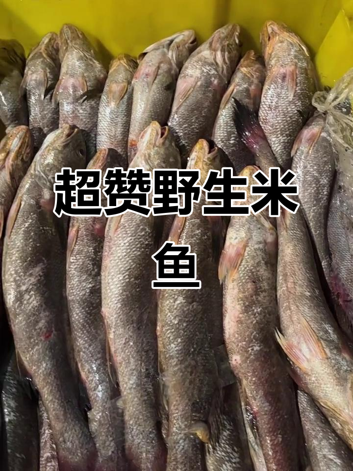 野生海捕米鱼,蒜瓣肉无刺,新鲜如活