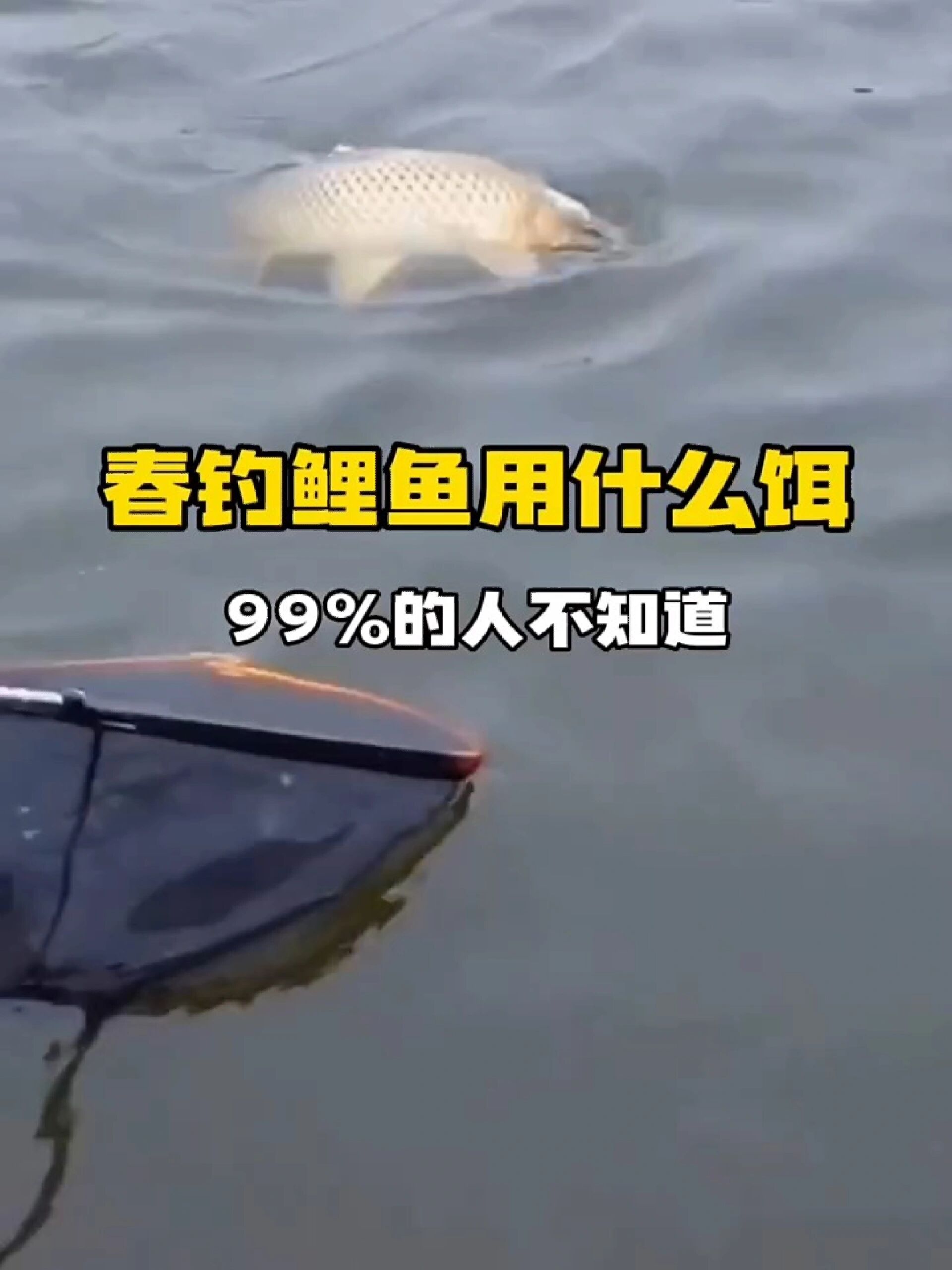 春季钓鲤鱼用什么饵料最好