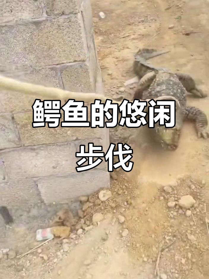 鳄鱼养殖场里的“慢悠悠”散步,像乌龟一样悠闲