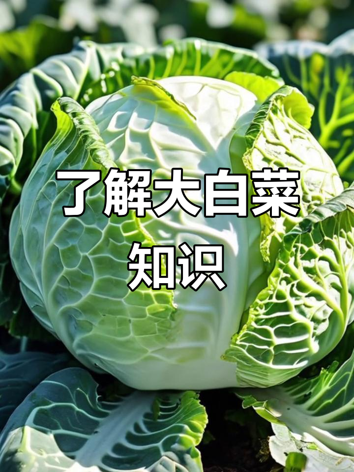 大白菜的品种与营养价值,冬季必备蔬菜!