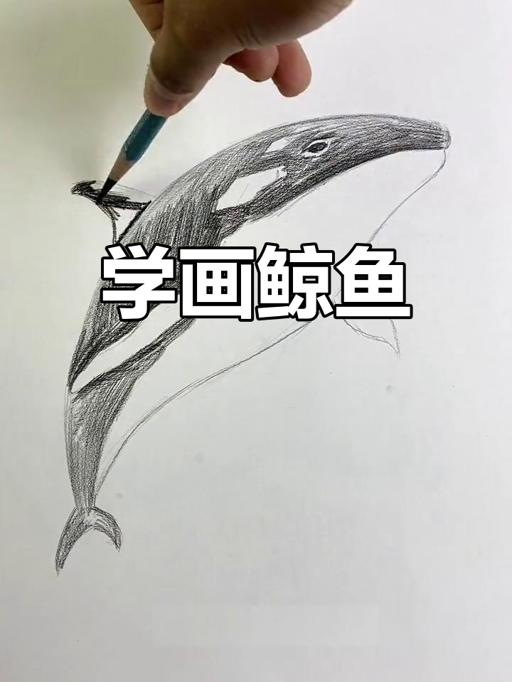 绘制海洋中的鲸鱼