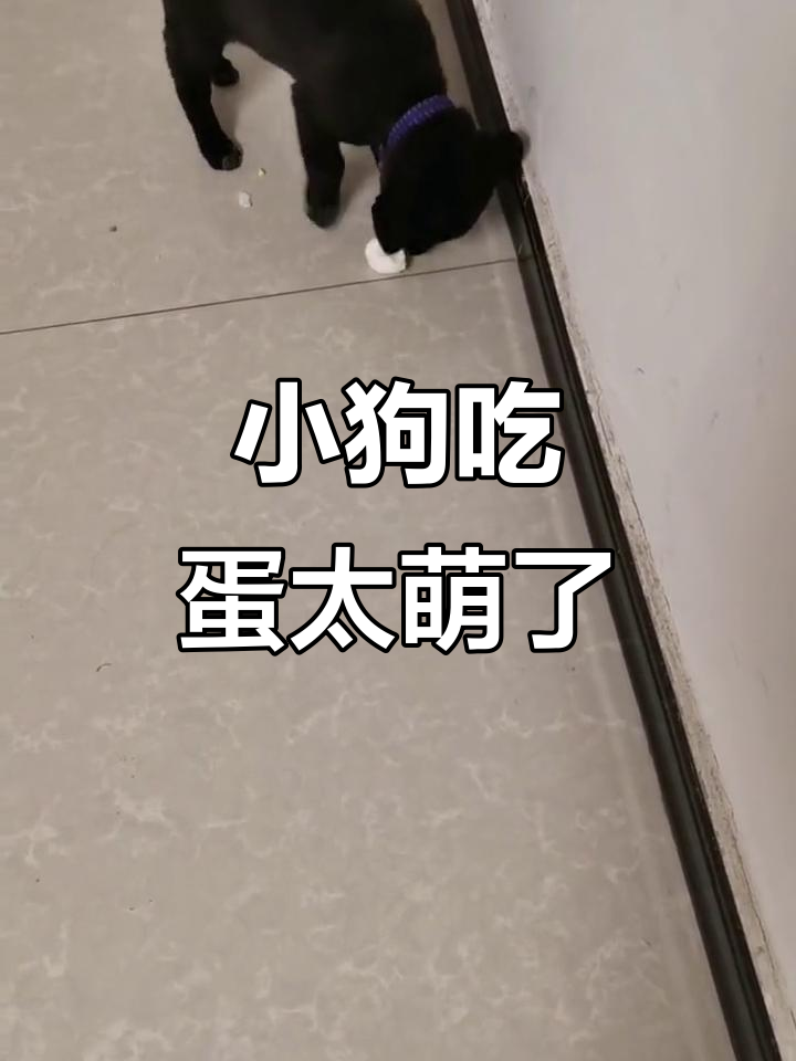 旺仔小狗狗吃鸡蛋,表情超可爱