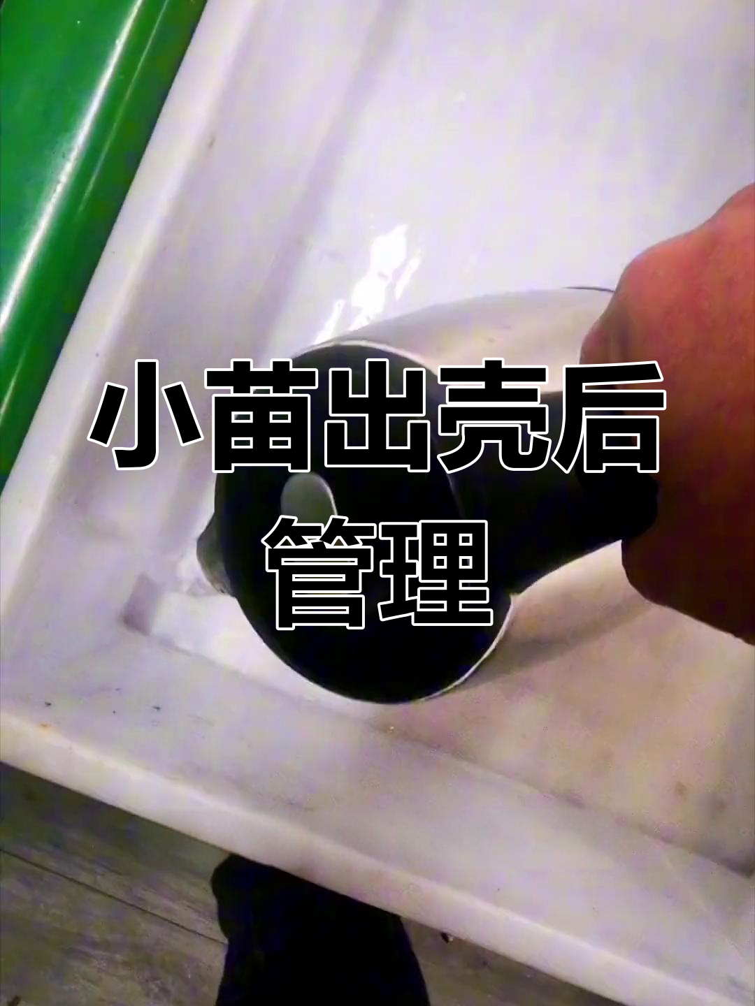 兰寿金鱼小苗孵化全攻略:从换水到饲养技巧