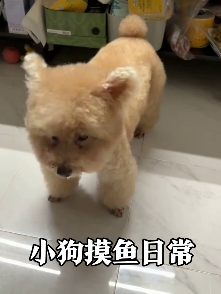 狗子站着放空表情严肃,网友:这不就是我的摸鱼日常吗?