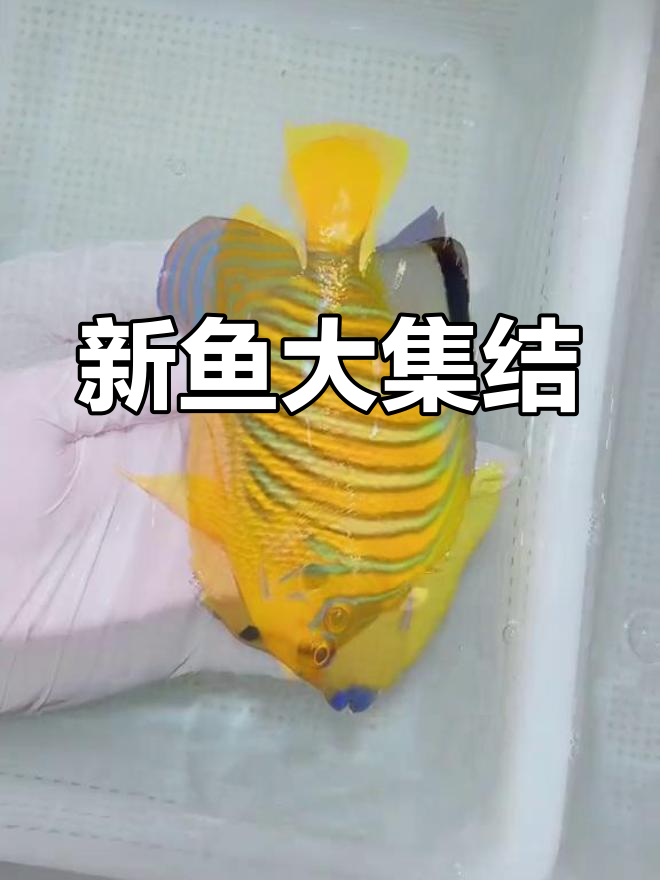 5.17-24新货到,多种珍稀鱼类齐聚!