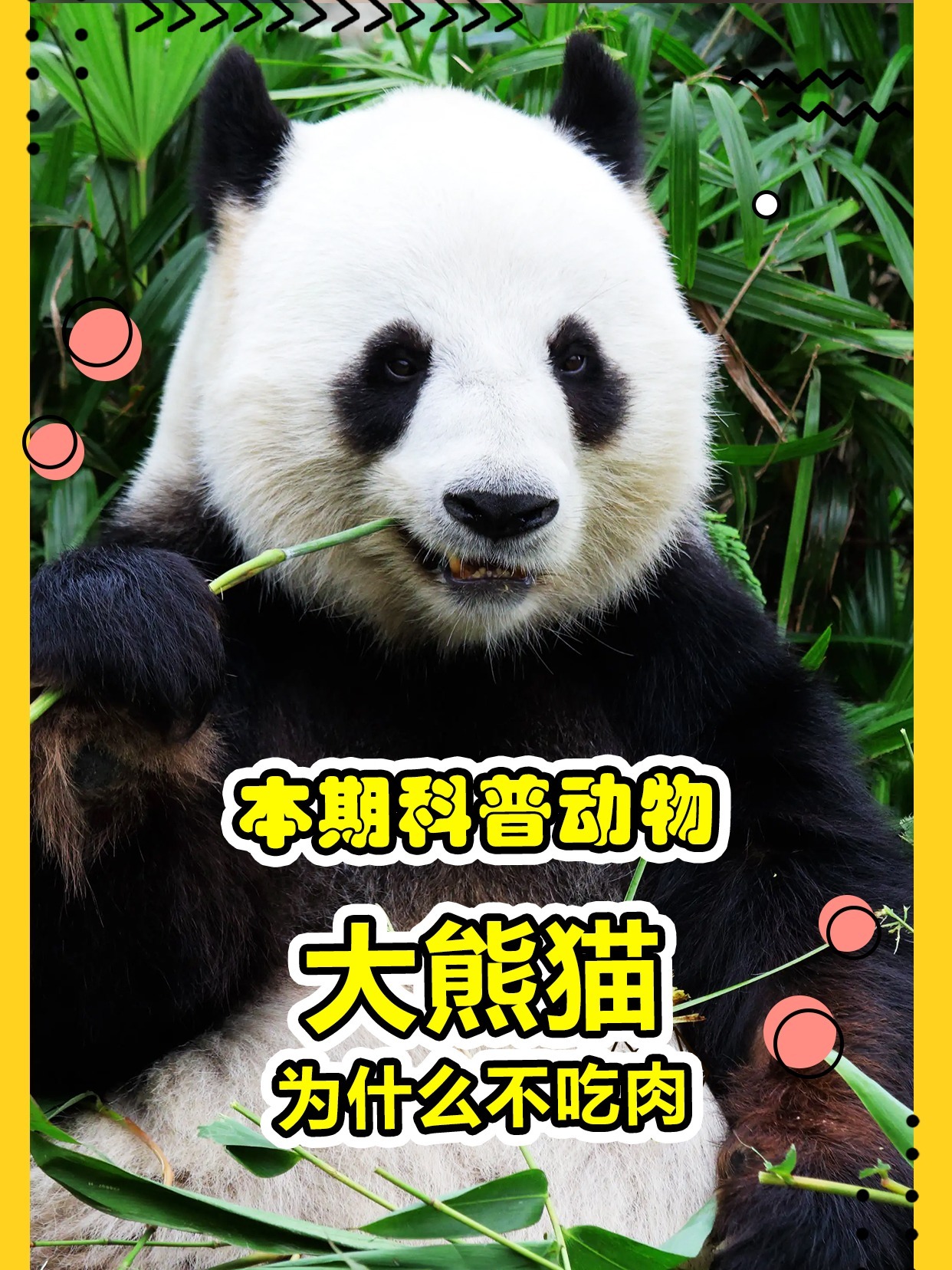 大熊猫这么彪,为什么吃竹子不吃肉啊?