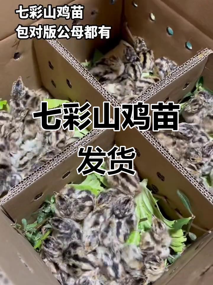 七彩山鸡苗发货实录，优质嫩口野鸡等你带回家