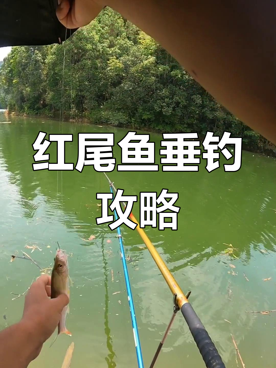 钓鱼人必备技巧:红尾鱼也能轻松钓到