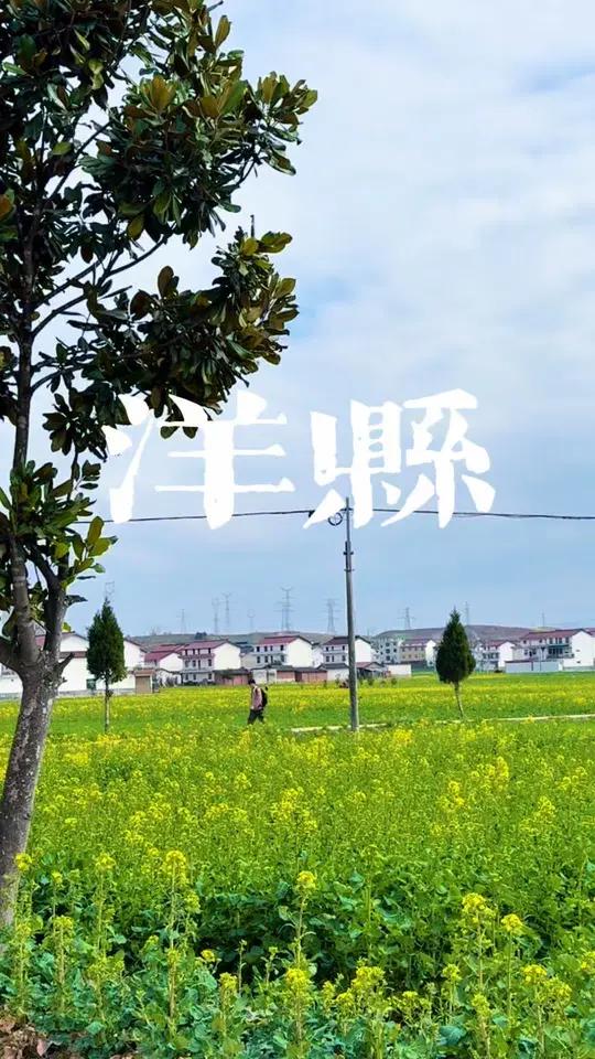 汉中拍油菜花的季节马上到了