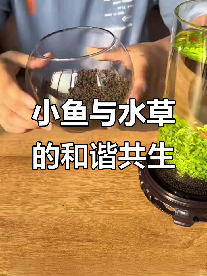 水草种植与小鱼共舞，打造治愈水族景观