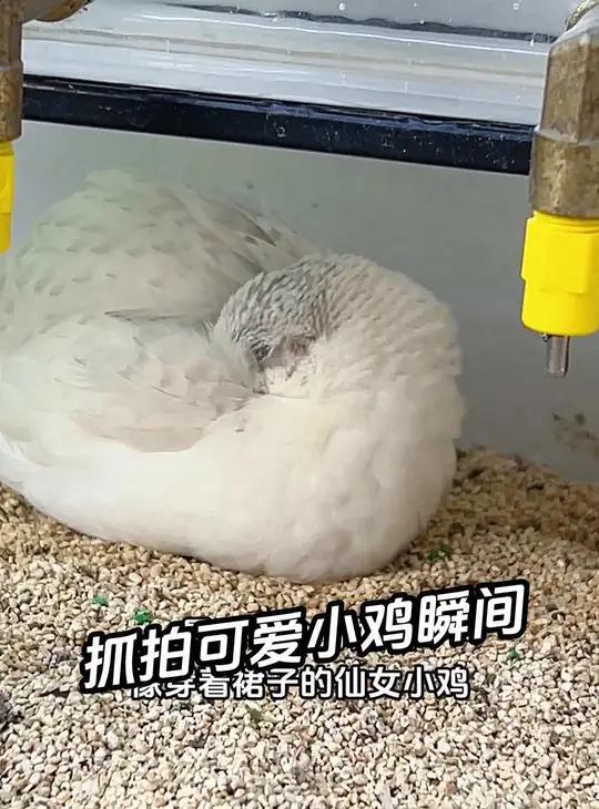 真嘟好可爱的小鸡,喜欢最后一个,好美。芦丁鸡 观赏鸡 芦丁鸡养殖