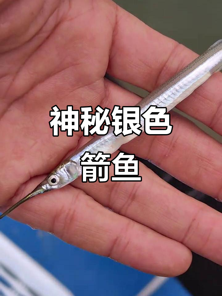 万峰湖罕见银白色箭鱼,尖刺头部美丽迷人