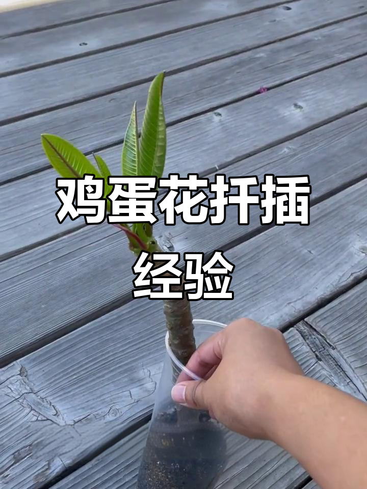 扦插鸡蛋花，热带植物如何适应湾区气候