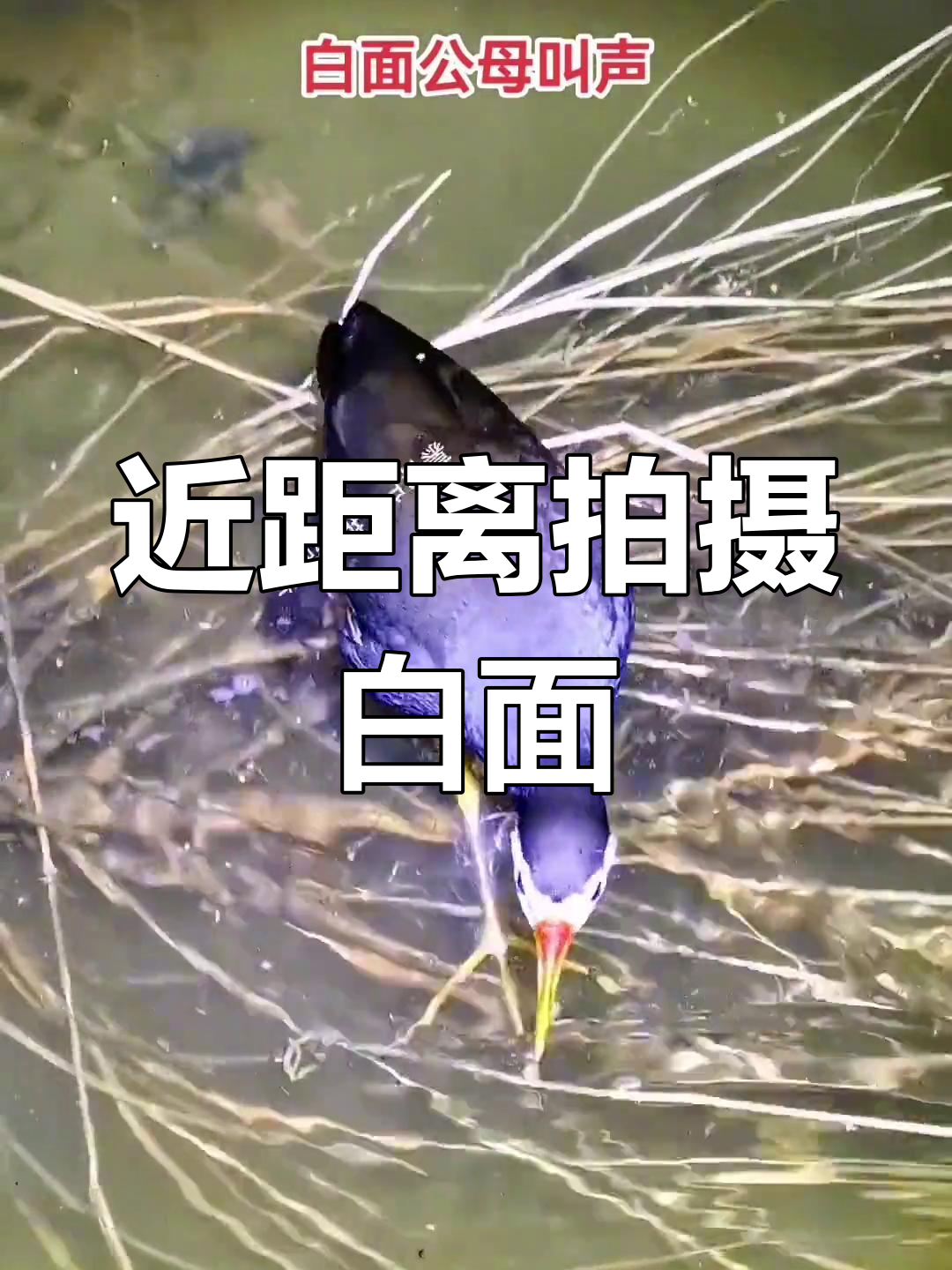 白面水鸡公母叫声实拍