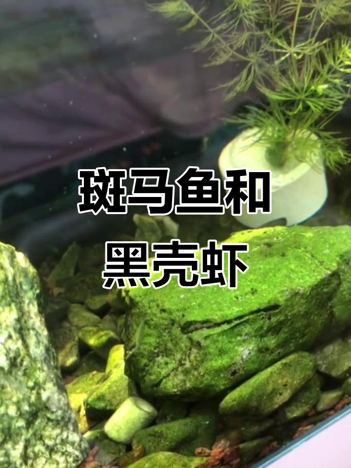 斑马鱼与黑壳虾的奇妙互动,共同生活在水下世界