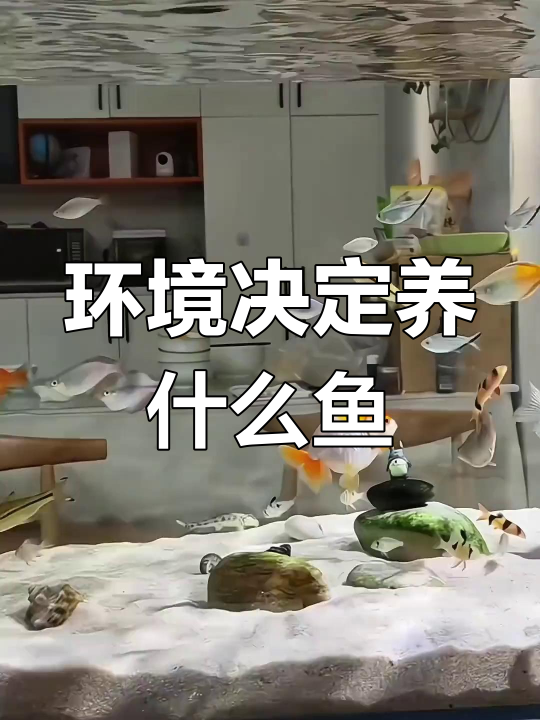 不同环境适合养哪些鱼?从塑料桶到大型水族箱全攻略