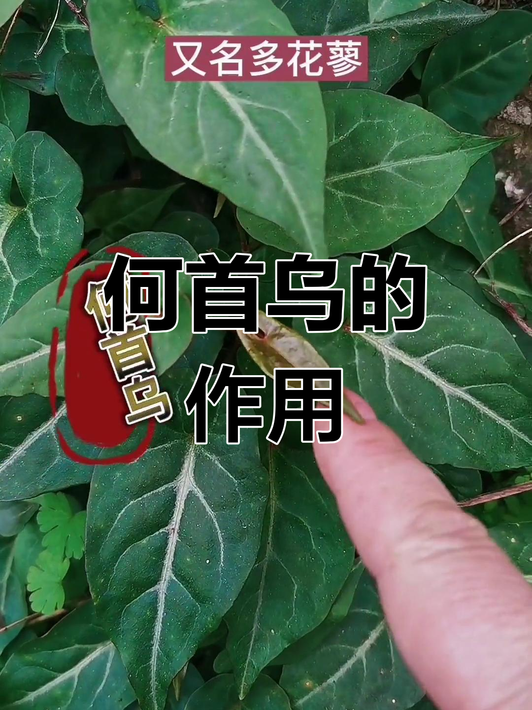何首乌的神奇功效与副作用