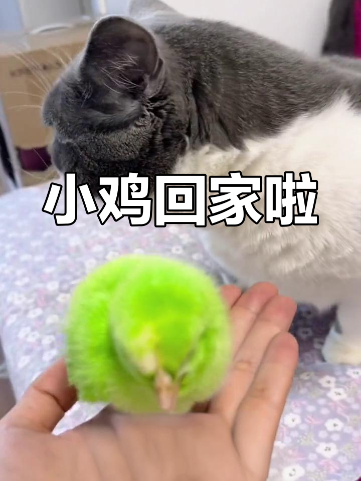 捡到一只绿色小鸡,萌态十足