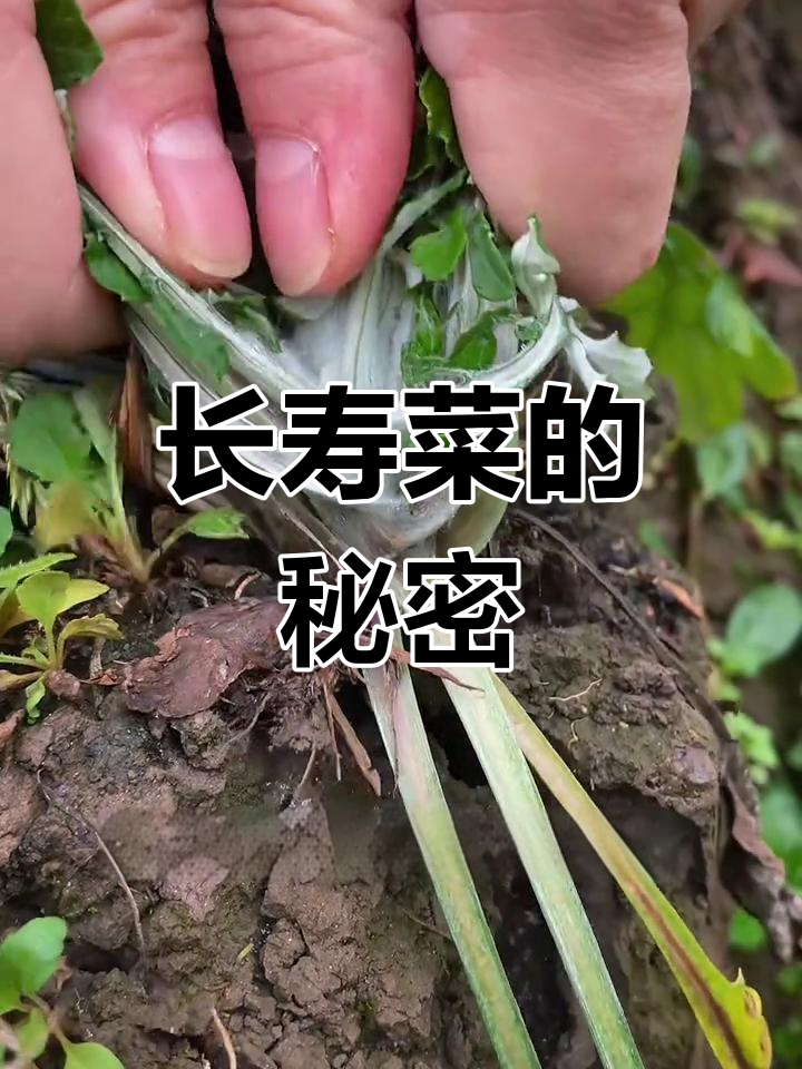 苦苣菜与蒲公英长相类似,你见过吗?