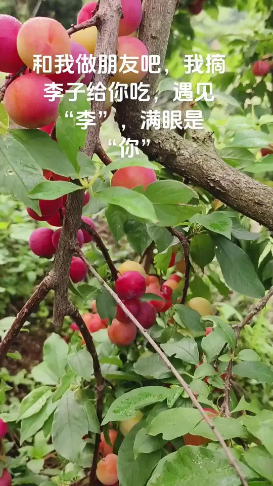 没有甜甜文案只有酸酸李子,又到一年李子成熟季