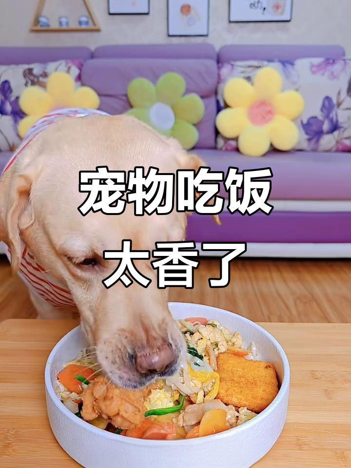 萌宠吃播:面条、炖肉、炸鸡腿,宠物美食大餐来啦!