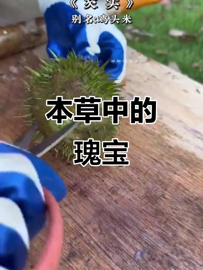 芡实,本草珍品,你了解吗?