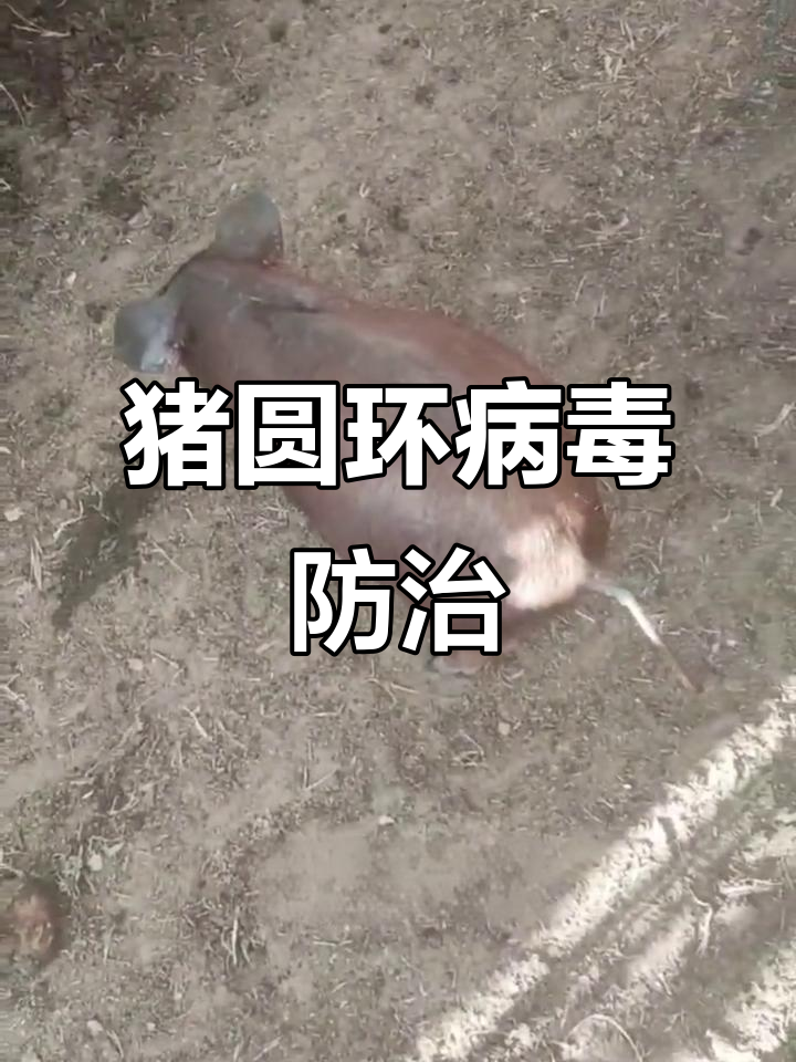 猪圆环病毒感染症状与治疗方案