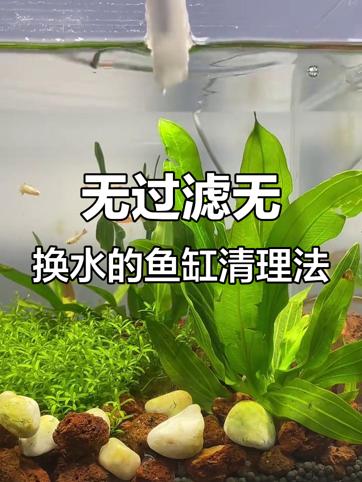 鱼缸清洁妙招！洗脸巾轻松去水垢，30秒搞定