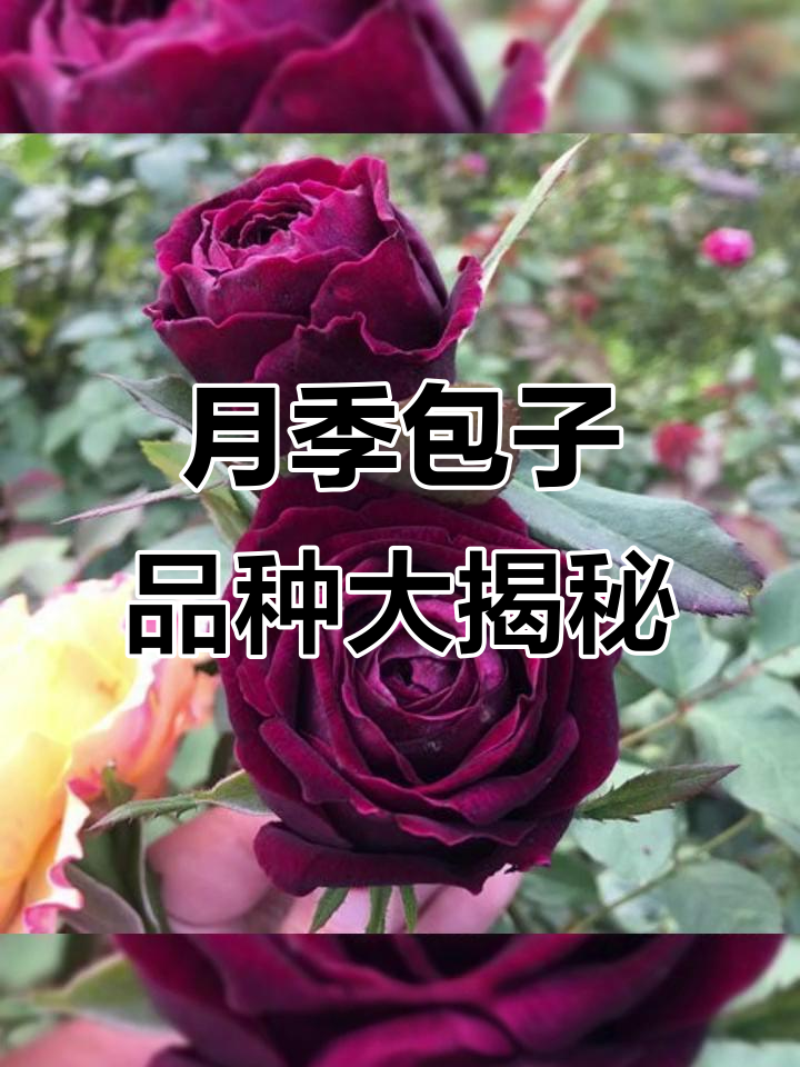 2月16日:十款经典包子型月季,带你了解其魅力特点