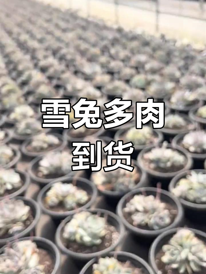 雪兔多肉完美群生,暗纹品种惊艳亮相