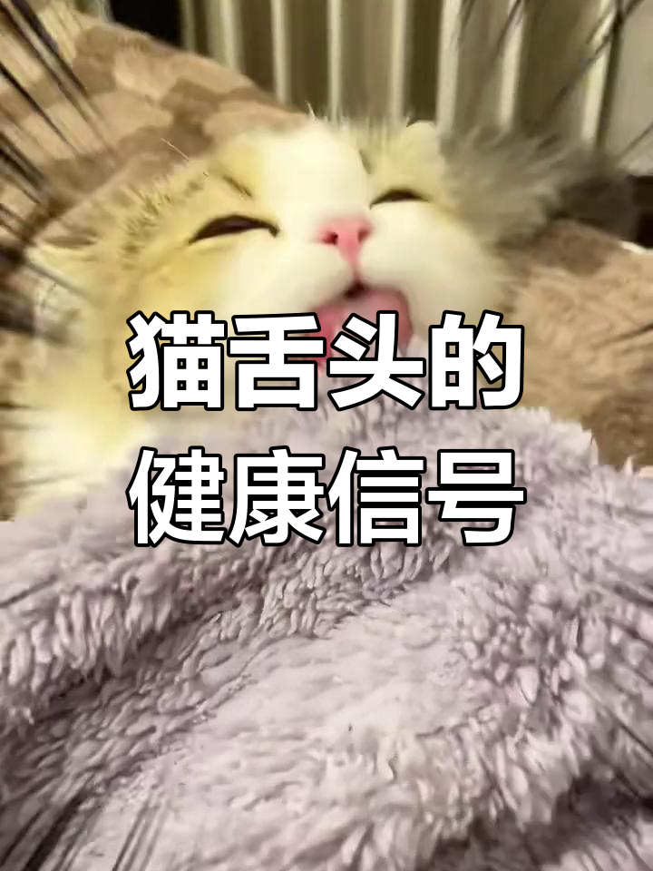 猫咪舌头颜色能揭示健康状况,发黄可要注意了