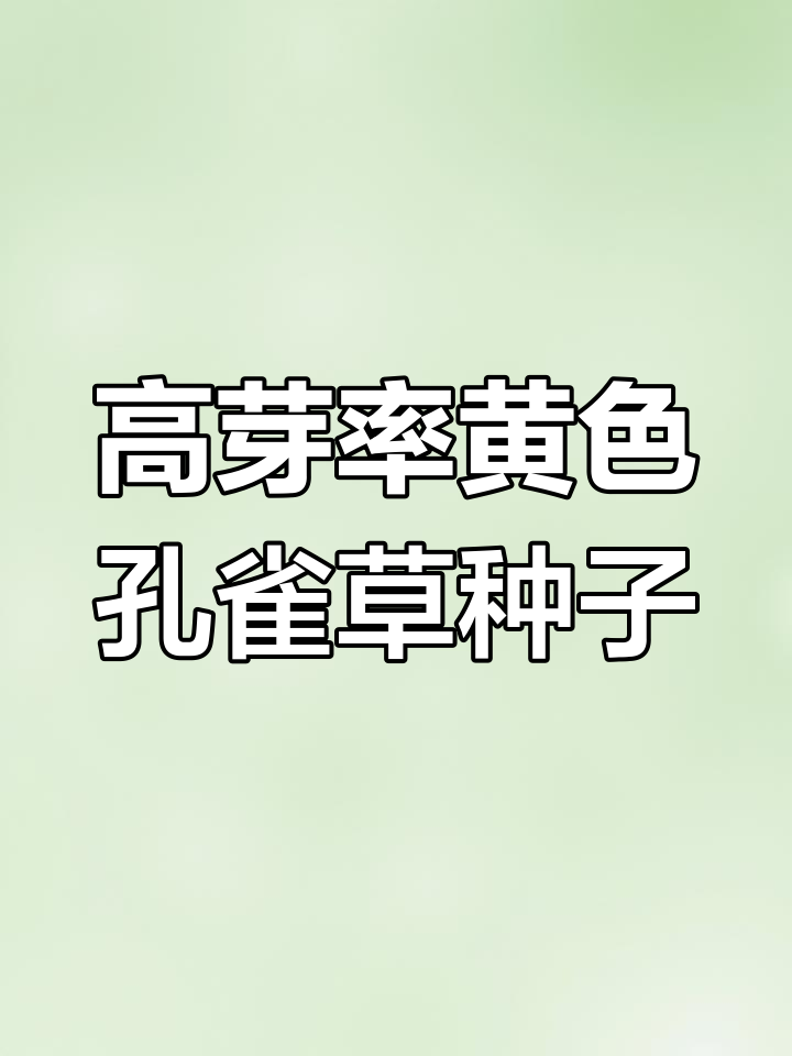 珍妮系列黄色孔雀草种子,高发芽率助力育苗成功