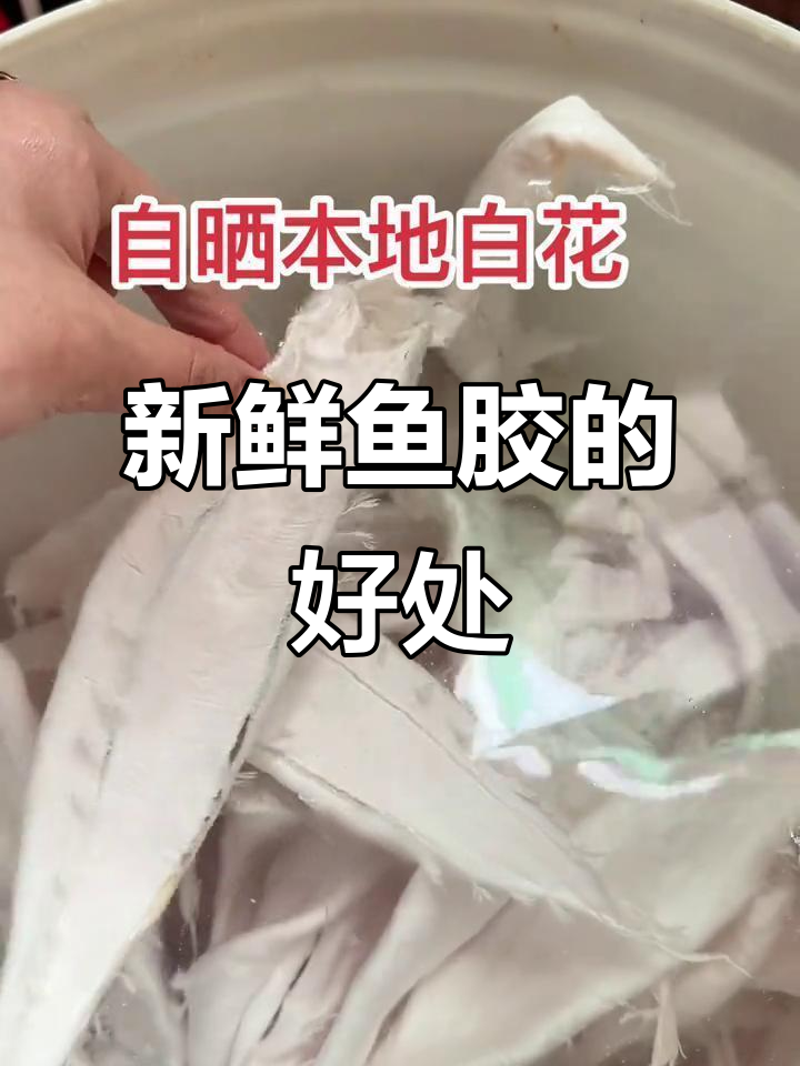 鱼胶的秘密:新鲜大白花胶,肉质紧致无添加