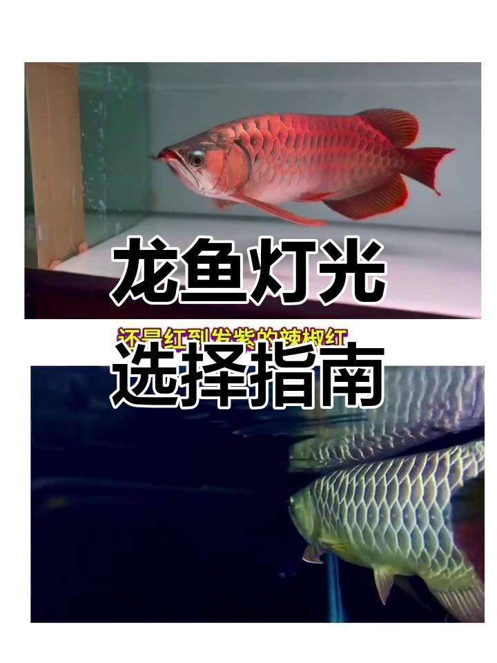 蓝底过背与红龙灯光搭配技巧，如何让它们更美丽