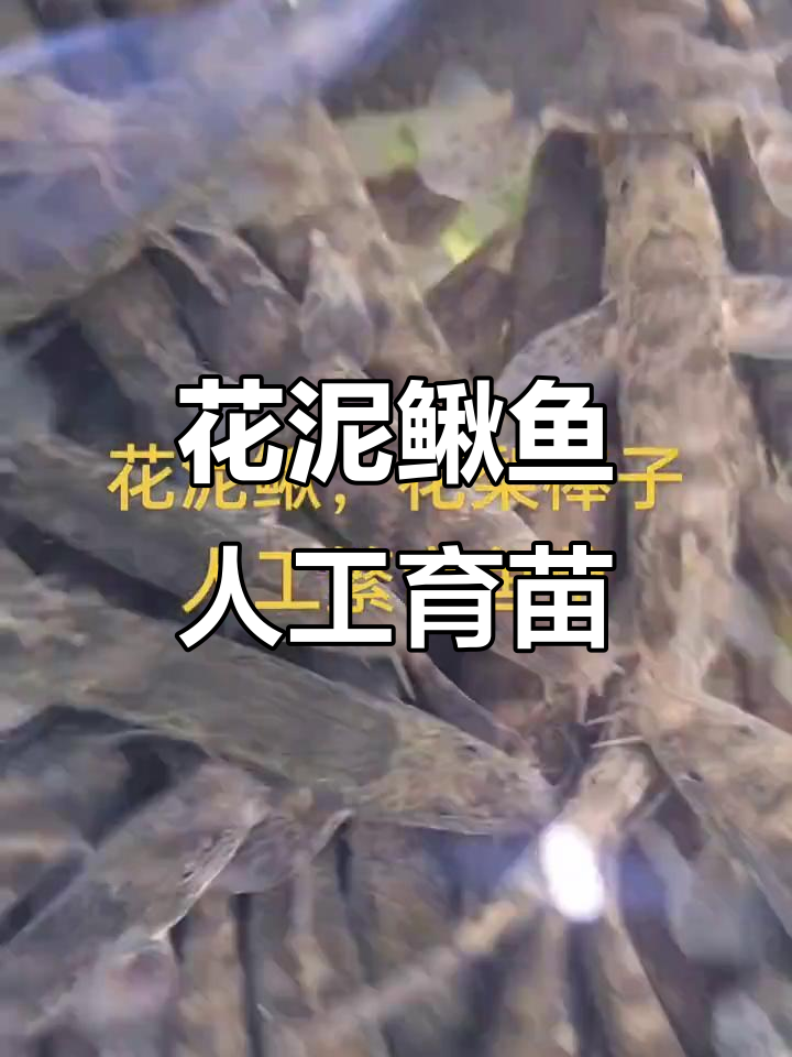 东北花泥鳅鱼:人工繁育新品种,养殖前景广阔