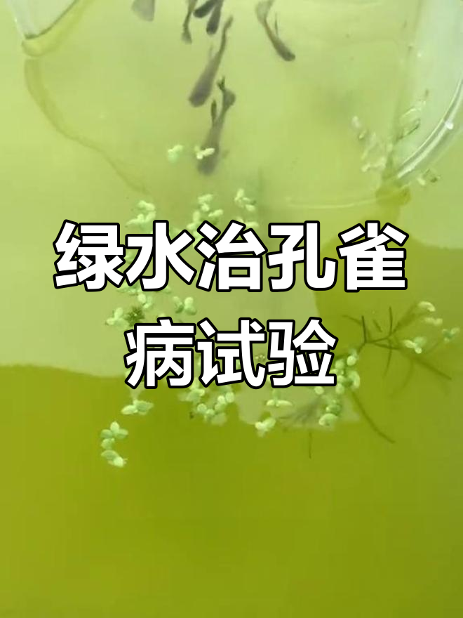 绿水能否治愈孔雀鱼疾病?实验结果揭晓