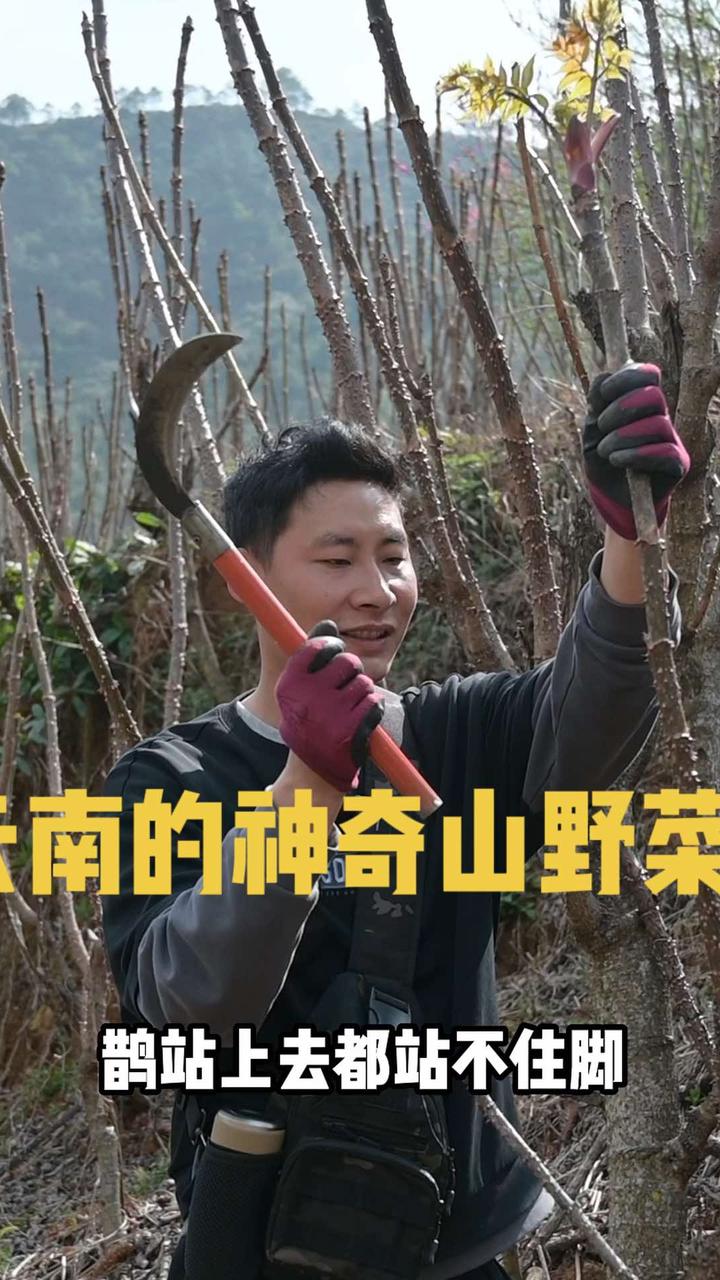 云南野菜繁多，大家还采过哪些，快来和云南朋友交流！