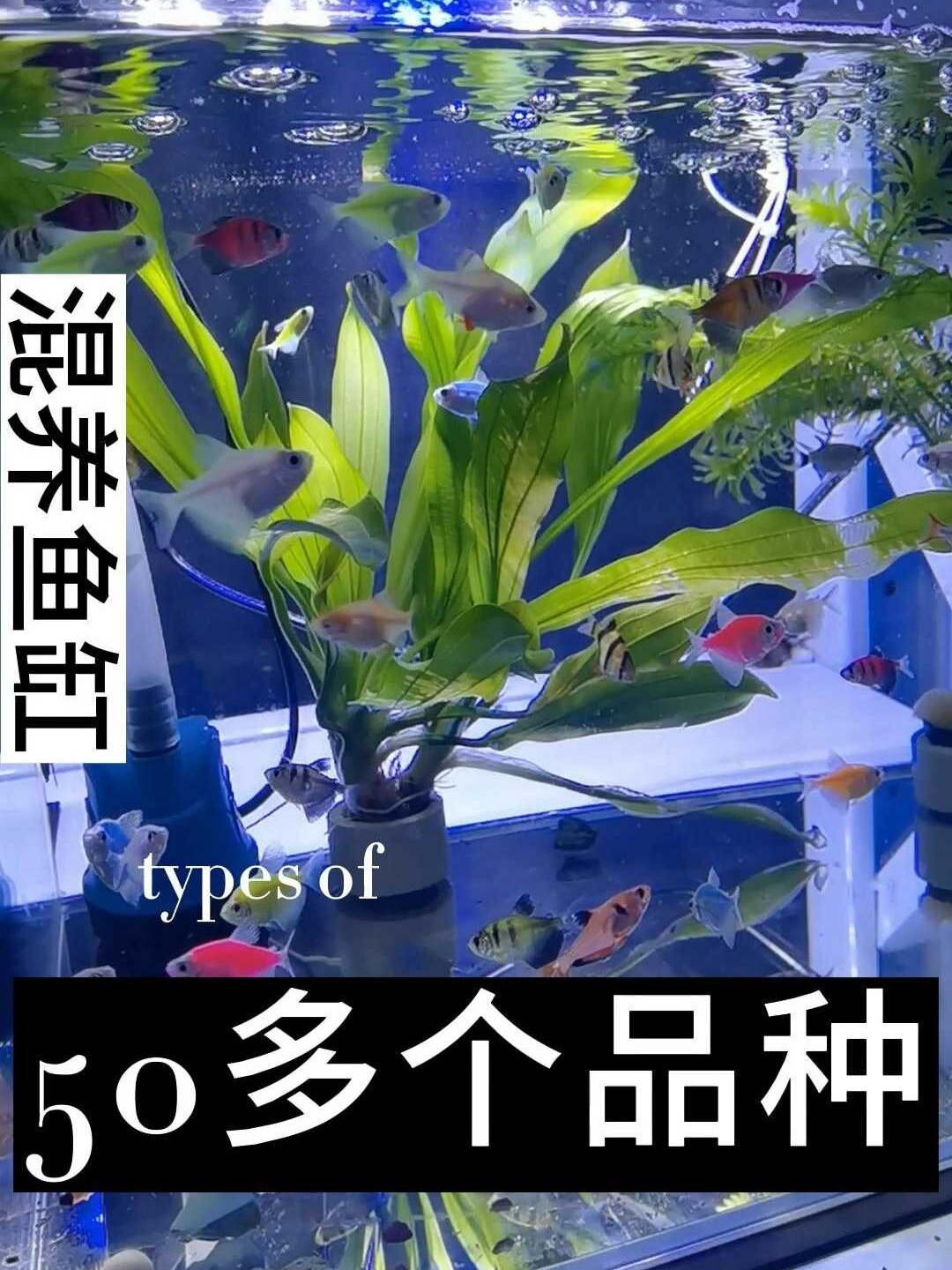天使鱼又名灯火鱼、半身红鱼、红裙子鱼
