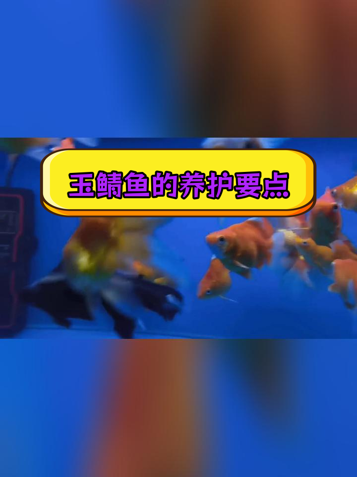 玉鲭鱼饲养指南:适宜水温与喂食技巧