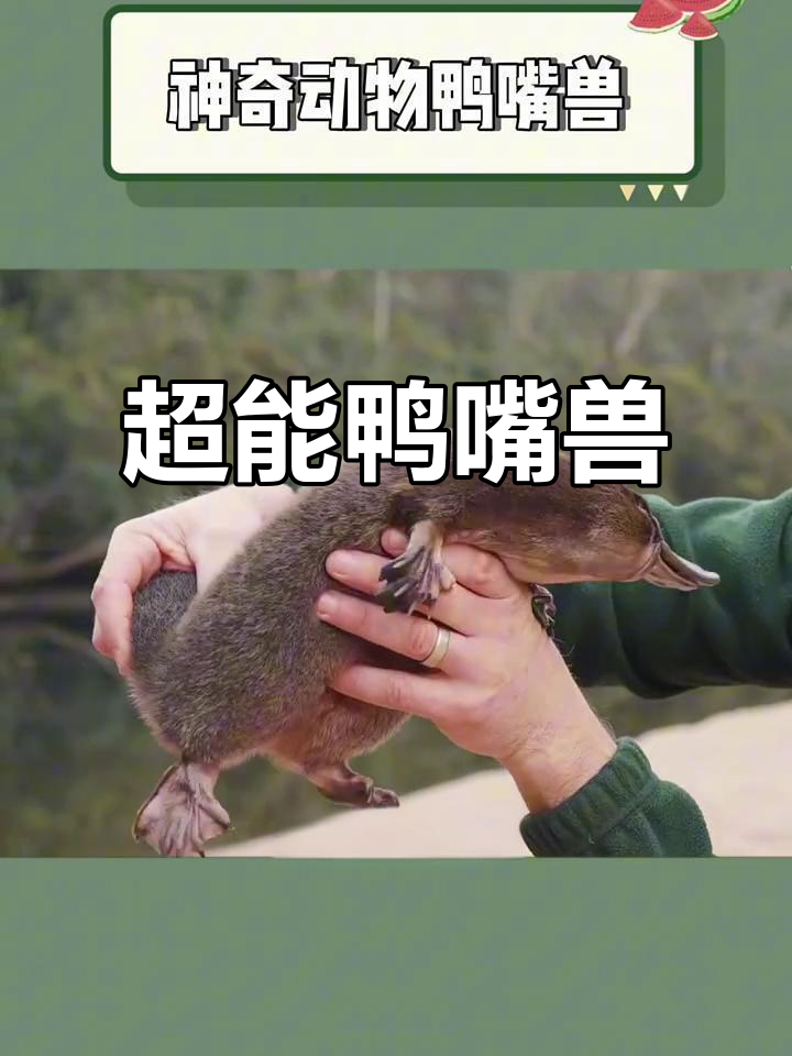 鸭嘴兽:既是哺乳动物又下蛋,还带毒液和超能力!