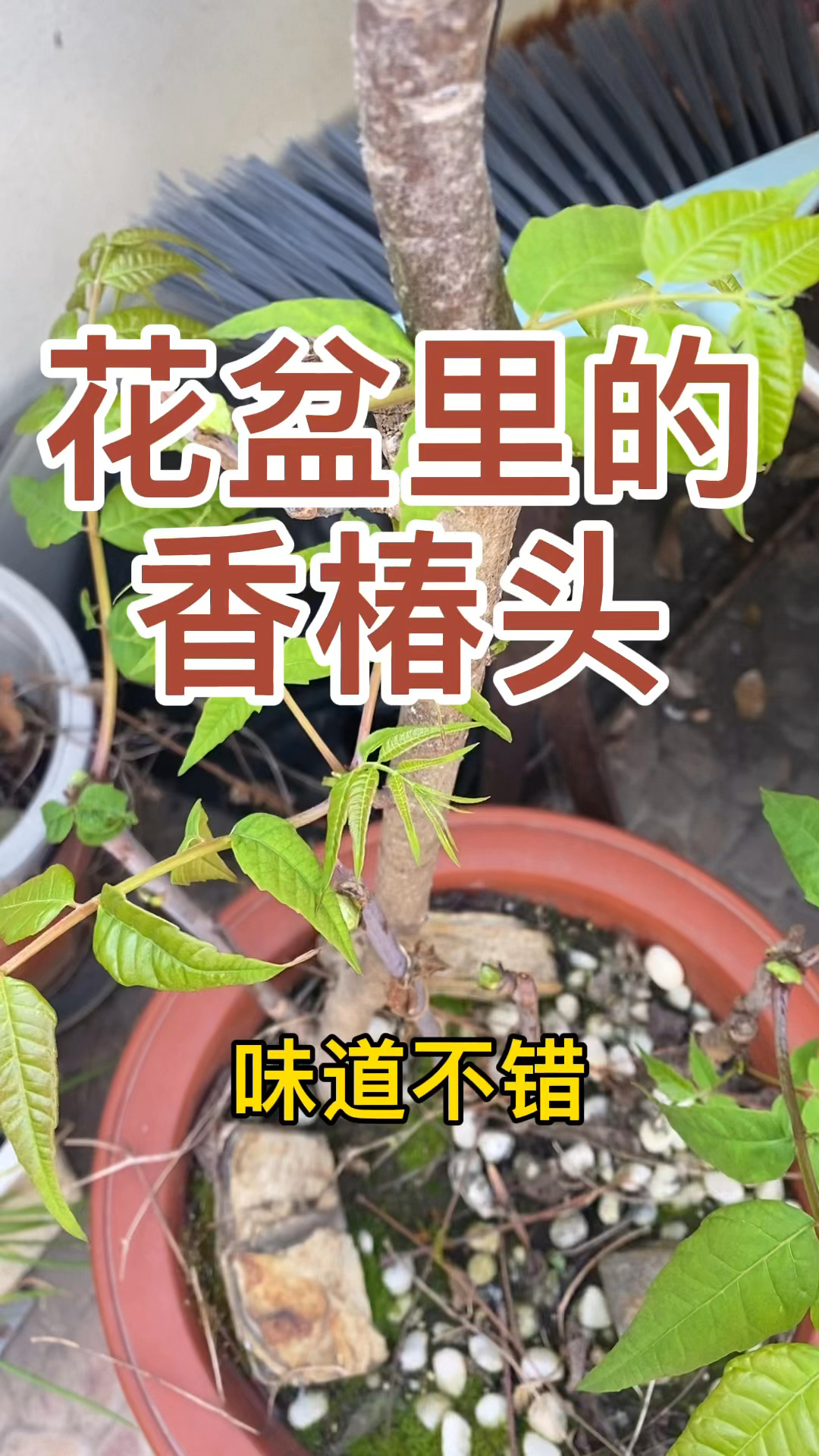 宅在家里,花盆栽的香椿,做道时令春菜