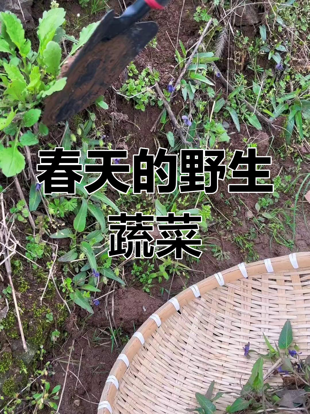 春天里的美味野菜:紫花地丁