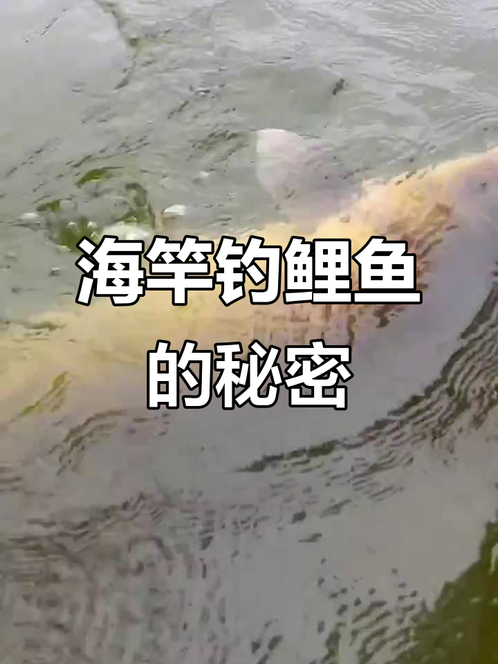 海竿钓鲤鱼技巧大揭秘,浏阳钩让你轻松中获